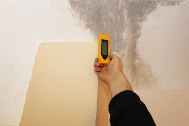 Best Air Quality Testing for Mold Spores  in Minneota, MN