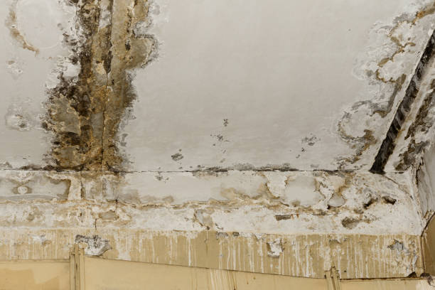 Best Attic Mold Removal  in Minneota, MN