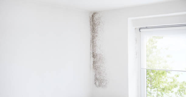 Best Residential Mold Inspection & Testing  in Minneota, MN
