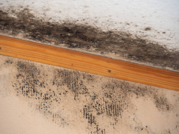 Reliable Minneota, MN Mold Removal Solutions