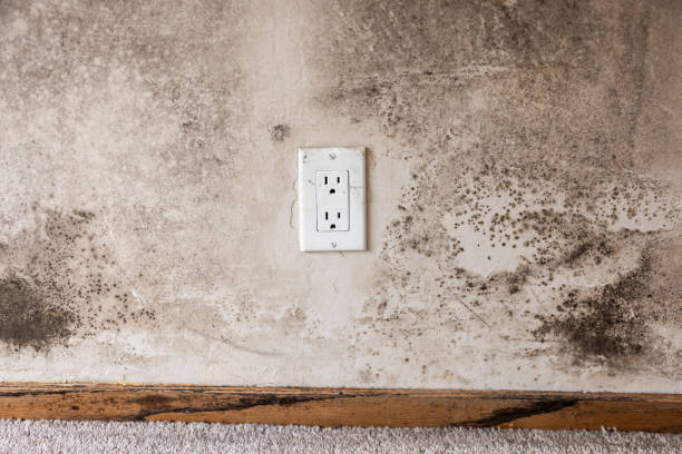 Best Crawl Space Mold Remediation  in Minneota, MN