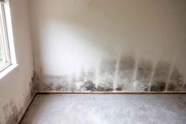 Forensic Mold Investigation in Minneota, MN